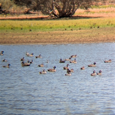 Malacorhynchus membranaceus (Pink-eared Duck) at Lake Mackay, NT - 28 Dec 2024 by Darcy