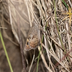 Geitoneura klugii (Marbled Xenica) at Palerang, NSW - 7 Jan 2025 by AlisonMilton