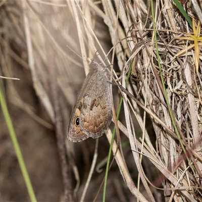 Geitoneura klugii (Marbled Xenica) at Palerang, NSW - 7 Jan 2025 by AlisonMilton