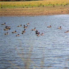 Anas gracilis (Grey Teal) at Lake Mackay, NT - 28 Dec 2024 by Darcy