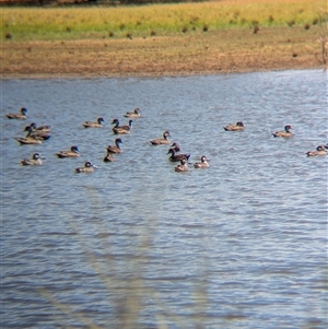 Anas gracilis at Lake Mackay, NT - 28 Dec 2024 11:10 AM