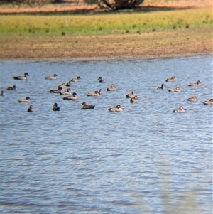 Anas gracilis at Lake Mackay, NT - 28 Dec 2024 11:10 AM