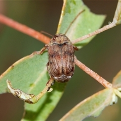 Cadmus sp. (genus) (Unidentified Cadmus leaf beetle) at Palerang, NSW - 7 Jan 2025 by AlisonMilton