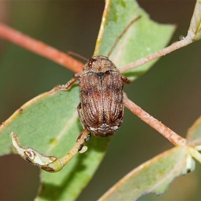 Cadmus sp. (genus) (Unidentified Cadmus leaf beetle) at Palerang, NSW - 7 Jan 2025 by AlisonMilton