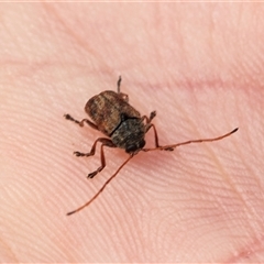 Cadmus sp. (genus) at Palerang, NSW - 7 Jan 2025