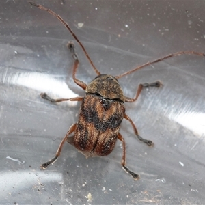 Cadmus sp. (genus) (Unidentified Cadmus leaf beetle) at Palerang, NSW by AlisonMilton