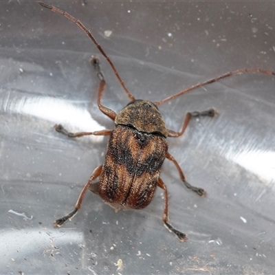 Cadmus sp. (genus) (Unidentified Cadmus leaf beetle) at Palerang, NSW - 7 Jan 2025 by AlisonMilton