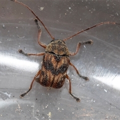 Cadmus sp. (genus) at Palerang, NSW - 7 Jan 2025