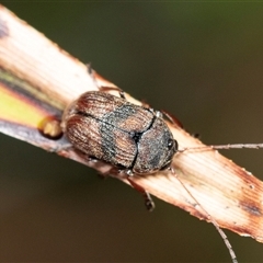 Cadmus sp. (genus) (Unidentified Cadmus leaf beetle) at Forbes Creek, NSW - 7 Jan 2025 by AlisonMilton