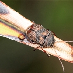 Cadmus sp. (genus) at Forbes Creek, NSW - 7 Jan 2025