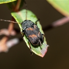 Cadmus pacificus (Cylinder leaf beetle) at Palerang, NSW - 7 Jan 2025 by AlisonMilton