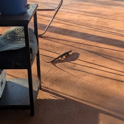 Varanus tristis (Black-headed Monitor) at Lake Mackay, NT - 28 Dec 2024 by Darcy