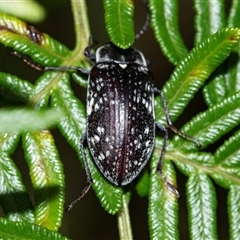 Pachycoelia sp. (genus) (A darkling beetle) at Palerang, NSW - 7 Jan 2025 by AlisonMilton