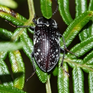 Lepispilus sp. (genus) (Yellow-spotted darkling beetle) at Palerang, NSW by AlisonMilton