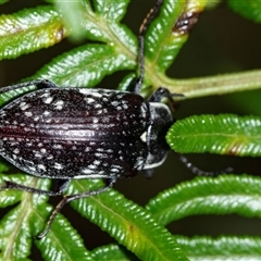 Lepispilus sp. (genus) at Palerang, NSW - 7 Jan 2025