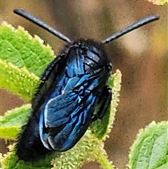 Austroscolia soror (Blue Flower Wasp) at Gundaroo, NSW - 8 Jan 2025 by Gunyijan