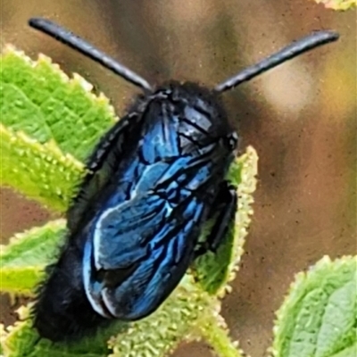 Austroscolia soror (Blue Flower Wasp) at Gundaroo, NSW - 8 Jan 2025 by Gunyijan