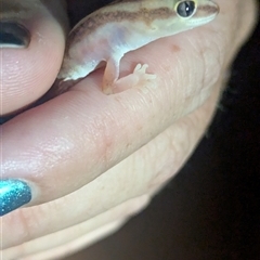 Lucasium stenodactylum (Sand-plain Gecko) at Lake Mackay, NT - 29 Dec 2024 by Darcy