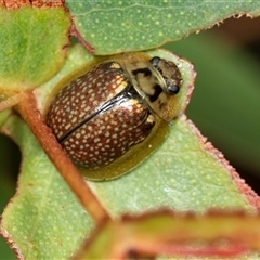 Paropsisterna bimaculata (Tasmanian Eucalyptus Leaf Beetle) at Palerang, NSW - 7 Jan 2025 by AlisonMilton