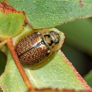 Paropsisterna bimaculata at Palerang, NSW - 7 Jan 2025