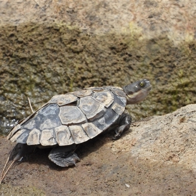 Emydura macquarii (Macquarie Turtle) at Bonython, ACT - 8 Jan 2025 by LineMarie