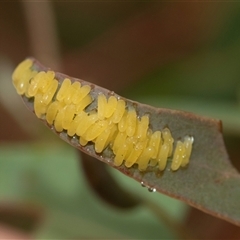 Paropsisterna cloelia (Eucalyptus variegated beetle) at Palerang, NSW - 7 Jan 2025 by AlisonMilton