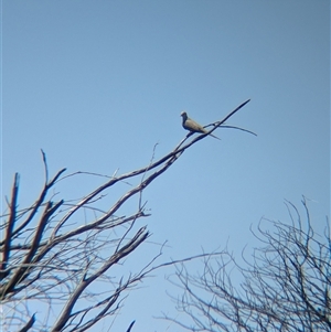 Geopelia cuneata (Diamond Dove) at Lake Mackay, NT by Darcy