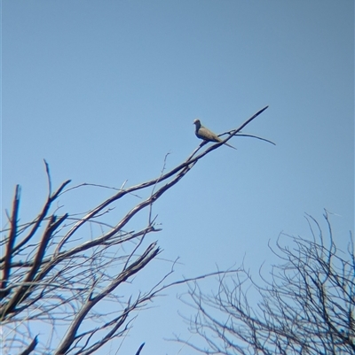 Geopelia cuneata (Diamond Dove) at Lake Mackay, NT - 29 Dec 2024 by Darcy