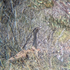 Ardeotis australis (Australian Bustard) at Lake Mackay, NT - 29 Dec 2024 by Darcy