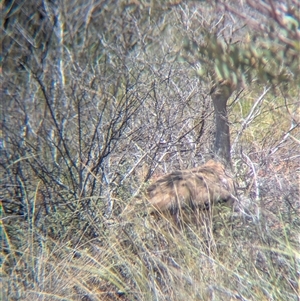 Ardeotis australis at Lake Mackay, NT - 29 Dec 2024