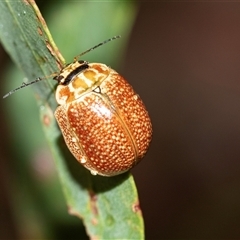 Paropsisterna cloelia (Eucalyptus variegated beetle) at Palerang, NSW - 7 Jan 2025 by AlisonMilton