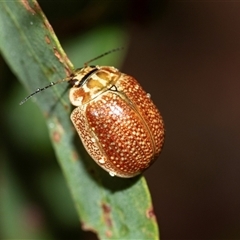 Paropsisterna cloelia at Palerang, NSW - 7 Jan 2025 03:36 PM