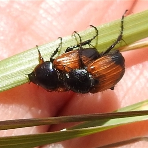 Phyllotocus macleayi (Nectar scarab) at Kambah, ACT by HelenCross