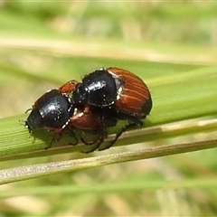 Phyllotocus macleayi at Kambah, ACT - 8 Jan 2025