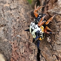 Austracantha minax (Christmas Spider, Jewel Spider) at Gundary, NSW - 8 Jan 2025 by trevorpreston