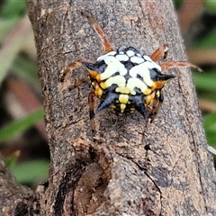 Austracantha minax at Gundary, NSW - 8 Jan 2025 03:48 PM