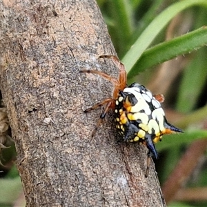 Austracantha minax at Gundary, NSW - 8 Jan 2025 03:48 PM