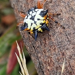 Austracantha minax at Gundary, NSW - 8 Jan 2025 03:48 PM