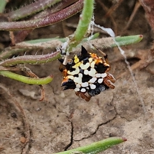 Austracantha minax at Gundary, NSW - 8 Jan 2025 03:48 PM