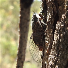 Atrapsalta furcilla (Southern Mountain Squeaker) at Kambah, ACT - 8 Jan 2025 by HelenCross