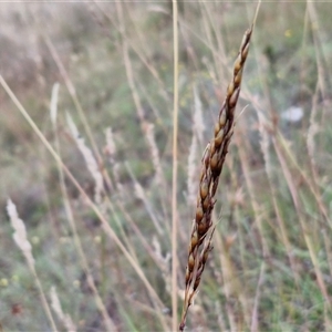 Sorghum leiocladum (Wild Sorghum) at Gundary, NSW by trevorpreston