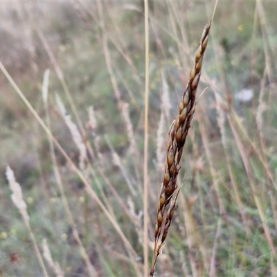 Sorghum leiocladum (Wild Sorghum) at Gundary, NSW - 8 Jan 2025 by trevorpreston