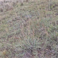 Sorghum leiocladum at Gundary, NSW - 8 Jan 2025 03:43 PM