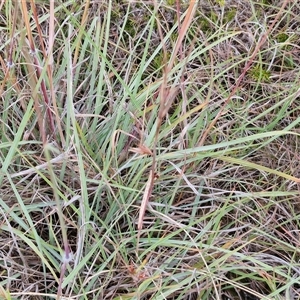 Sorghum leiocladum at Gundary, NSW - 8 Jan 2025 03:43 PM