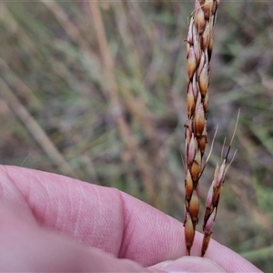 Sorghum leiocladum at Gundary, NSW - 8 Jan 2025 03:43 PM