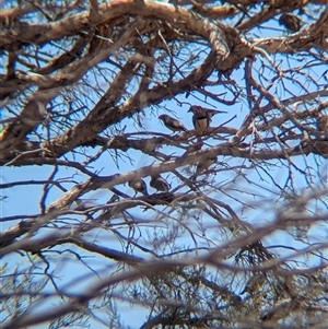 Taeniopygia guttata (Zebra Finch) at Lake Mackay, NT by Darcy