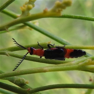 Malachiinae (subfamily) (Soft-winged flower beetle) at Kambah, ACT by HelenCross