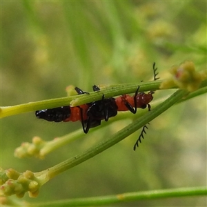 Malachiinae (subfamily) at Kambah, ACT - 8 Jan 2025