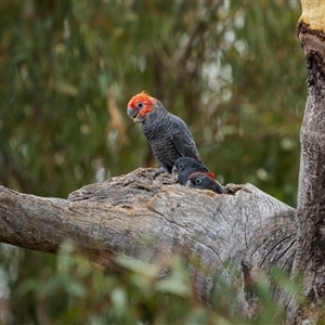 Callocephalon fimbriatum at Ainslie, ACT - 6 Jan 2025