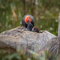 Callocephalon fimbriatum at Ainslie, ACT - 6 Jan 2025